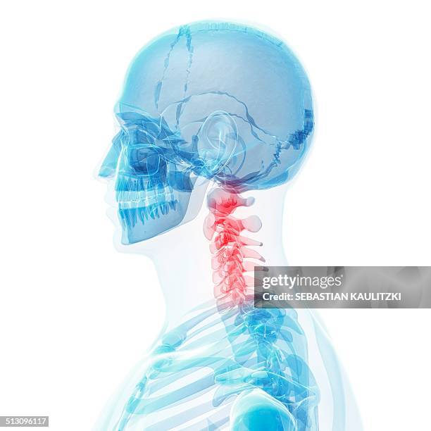 human neck bones, artwork - cervical vertebrae stock illustrations