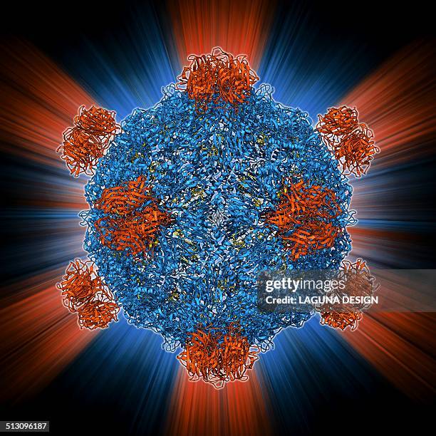 bacteriophage alpha 3 capsid - spike protein stock illustrations