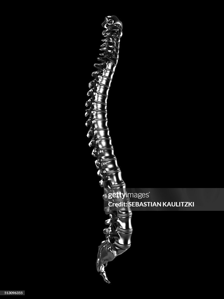 Human spine, artwork