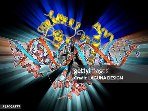 Pit-1 transcription factor bound to DNA Pit-1 transcription factor bound to DNA