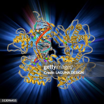 DNA clamp complexed with DNA molecule DNA clamp complexed with DNA molecule