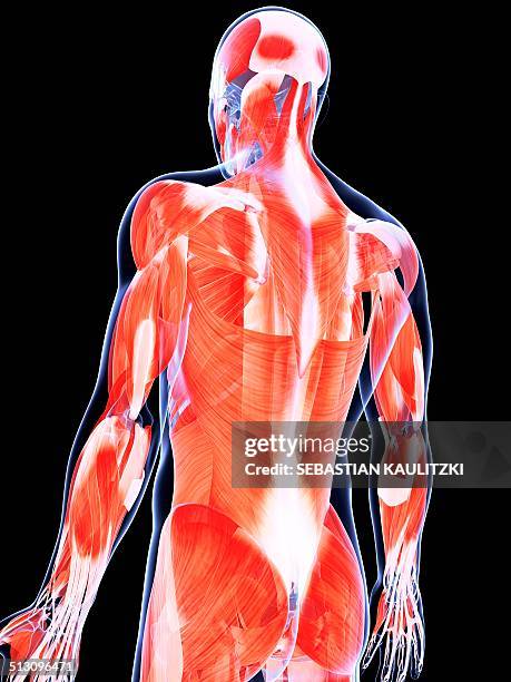 human back muscles, artwork - latissimus dorsi stock illustrations