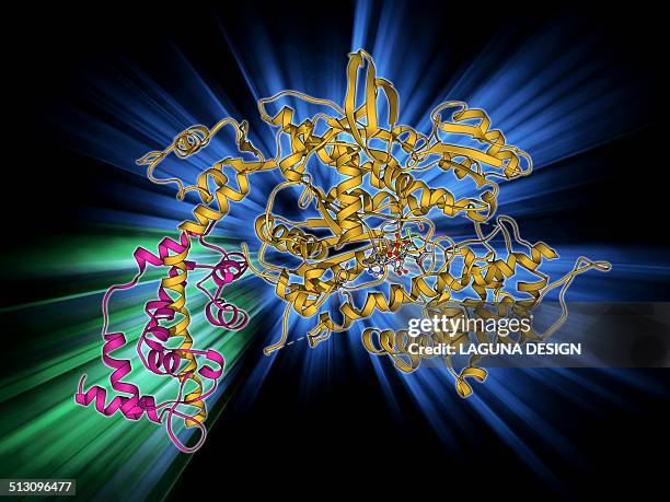 myosin molecule - myosin stock illustrations