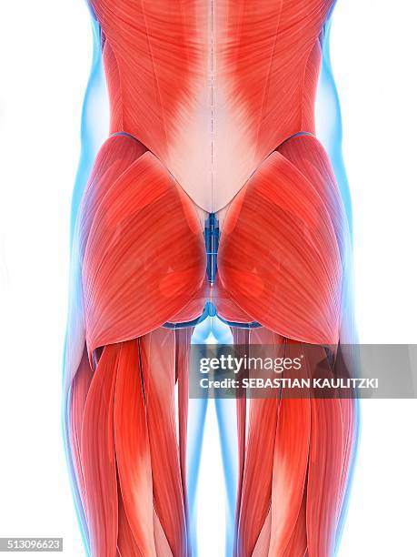 human buttock muscles, artwork - buttock stock illustrations