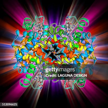 Haemoglobin molecule Haemoglobin molecule