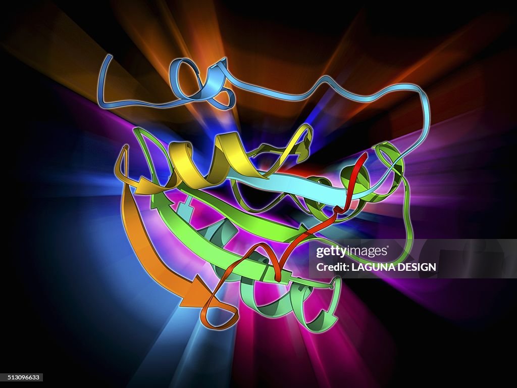 Simian virus SV40 large T antigen