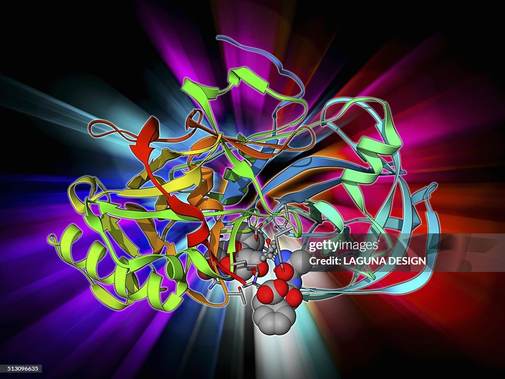 Beta secretase enzyme, molecular model