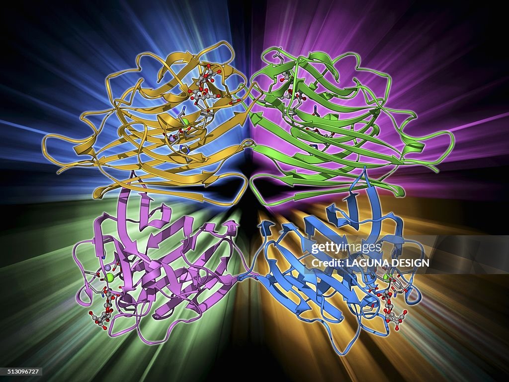 Lactose binding protein molecule