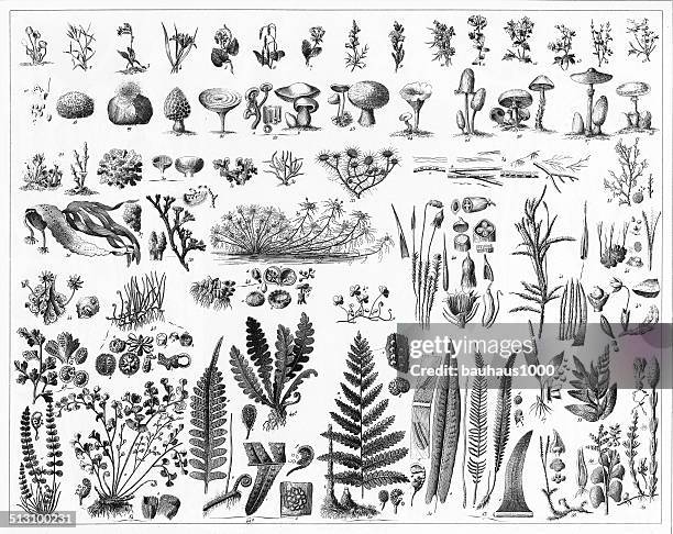 fungi, mushrooms, algae and non-flowering plants - botanical hand drawn stock illustrations