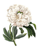Paeonia officinalis | Redoubt Flower Illustrations