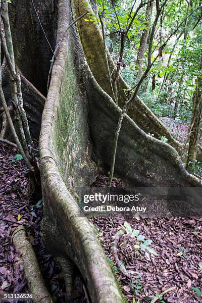 roots - bosque floresta stock pictures, royalty-free photos & images