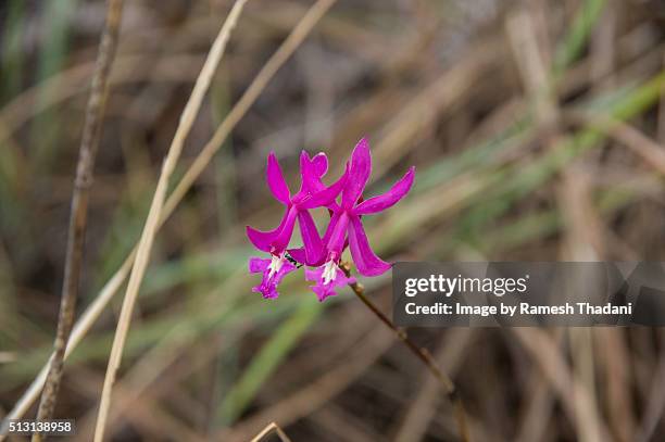 ground orchid - calanthe discolor stock pictures, royalty-free photos & images
