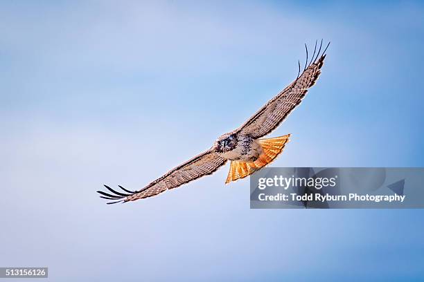 swooping in - roodstaartbuizerd stockfoto's en -beelden