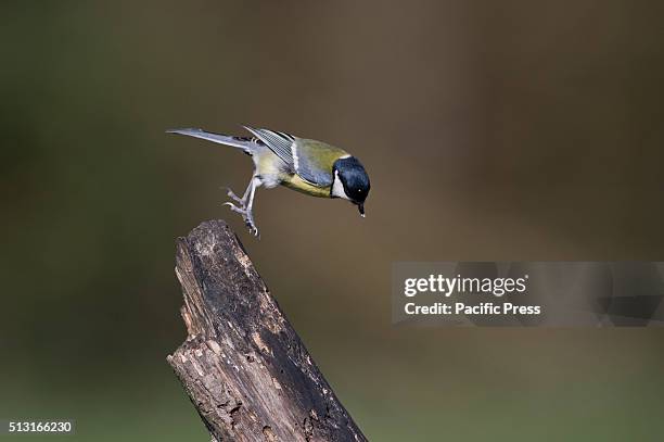 Great Tit on the branch of a tree.