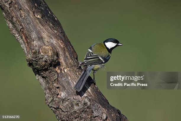 Great Tit on the branch of a tree.