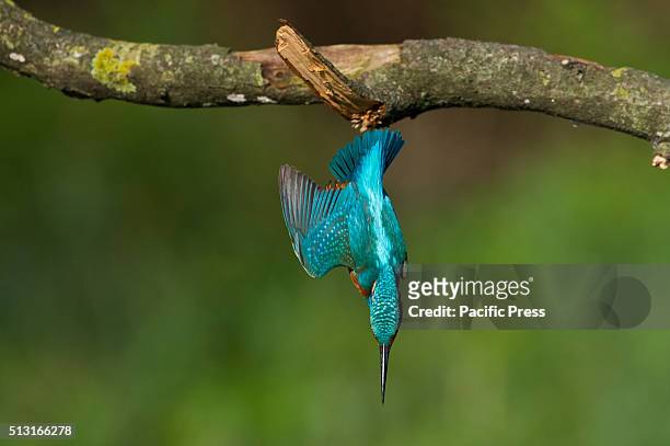 The Common kingfisher likes to stay on the branches near marshes to be able to dive into the water and catch small fish.