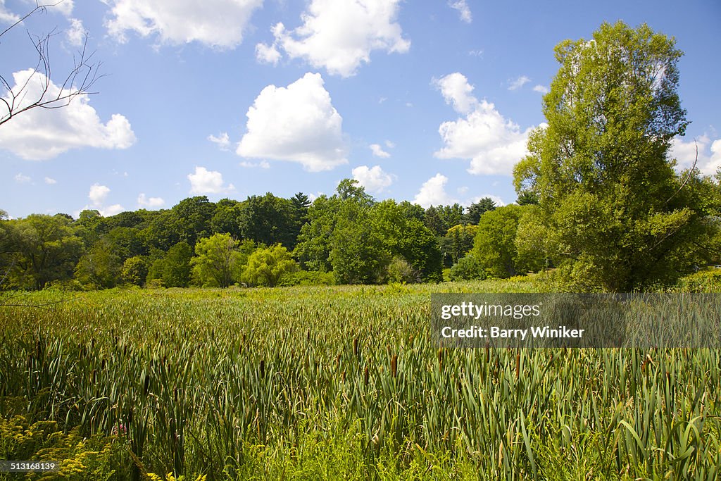 Cattails amid green leaves in Jamaica Plain