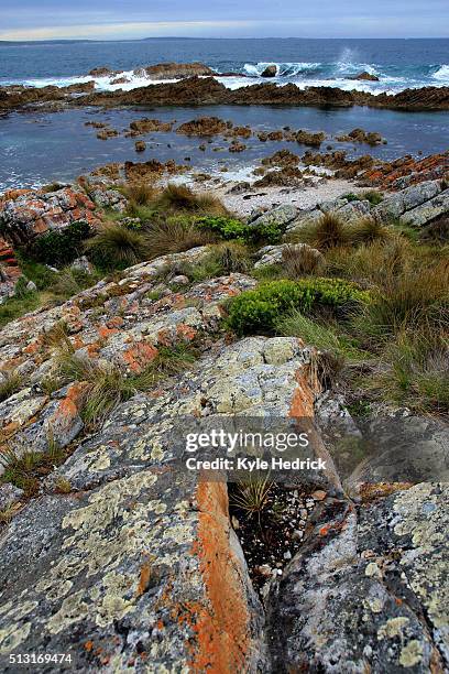 north tasmanian coastline - tasmanian wilderness stock pictures, royalty-free photos & images