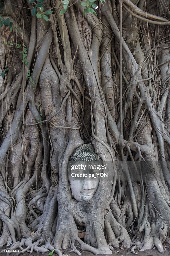 Thailand, Ayuthaya, Wat Phra Mahathat, tree roots