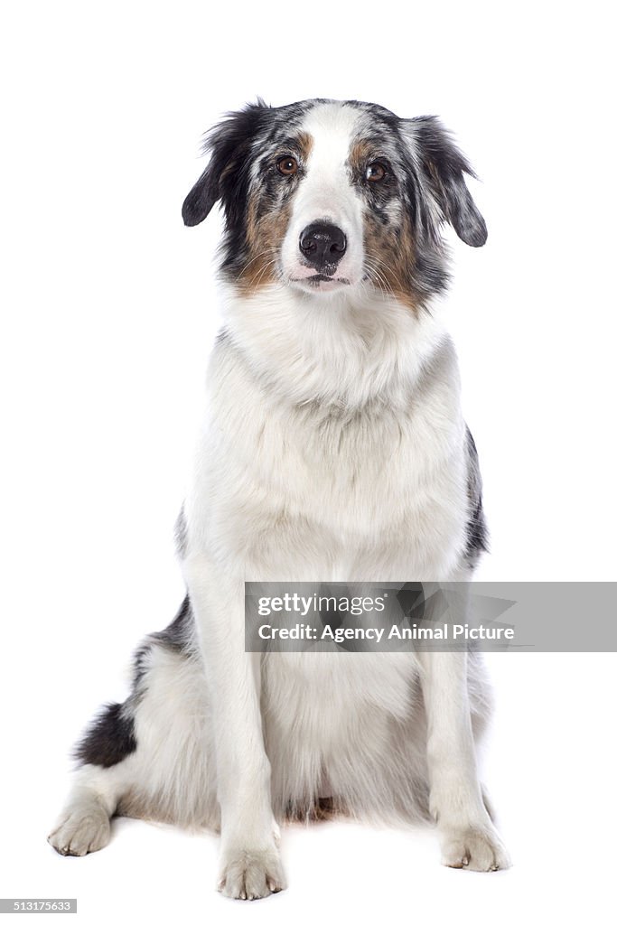 Australian shepherd