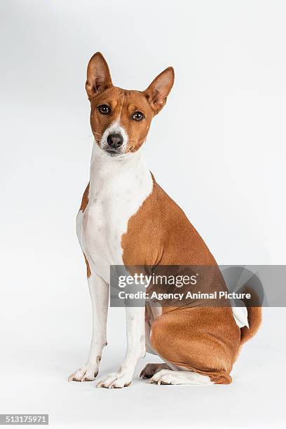 basenji - basenji bildbanksfoton och bilder