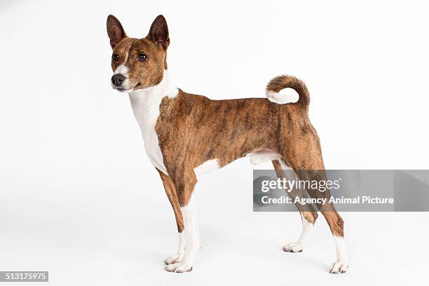 basenji - basenji bildbanksfoton och bilder