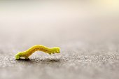 Crawly little worm on a clean background
