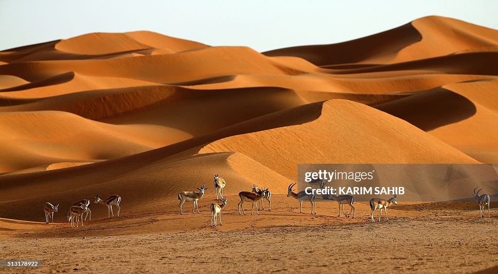 UAE-ANIMALS-NATURE