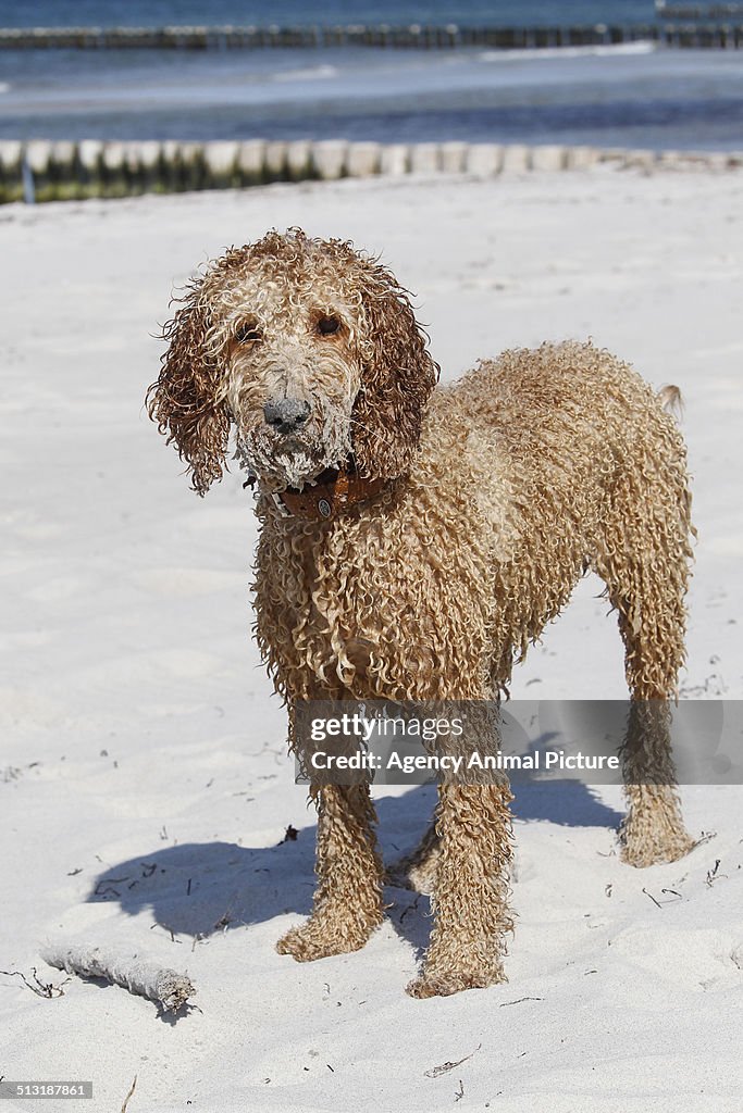 Dog playing in the water