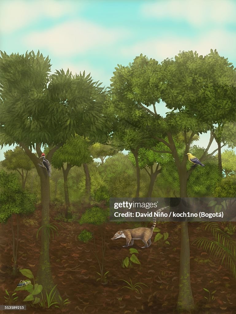 Mountain forest