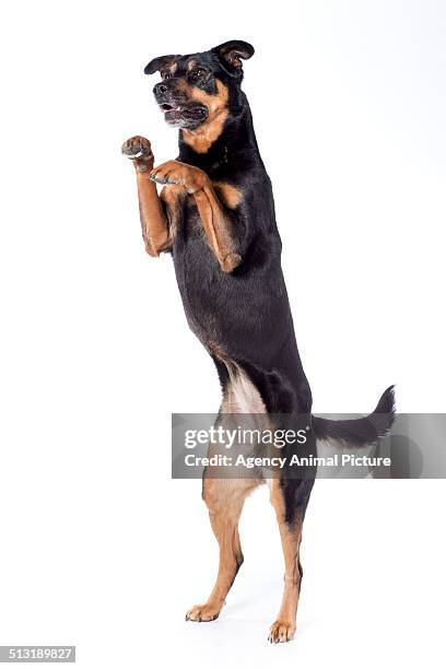 rottweiler - rearing up stock pictures, royalty-free photos & images
