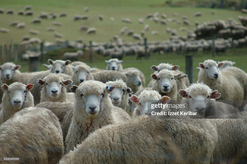 Sheep Farming, Southland Region , South Island