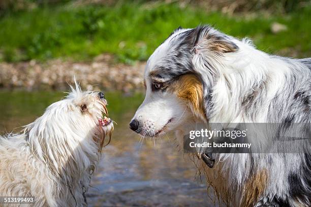 confidential discussion - havanese stock pictures, royalty-free photos & images