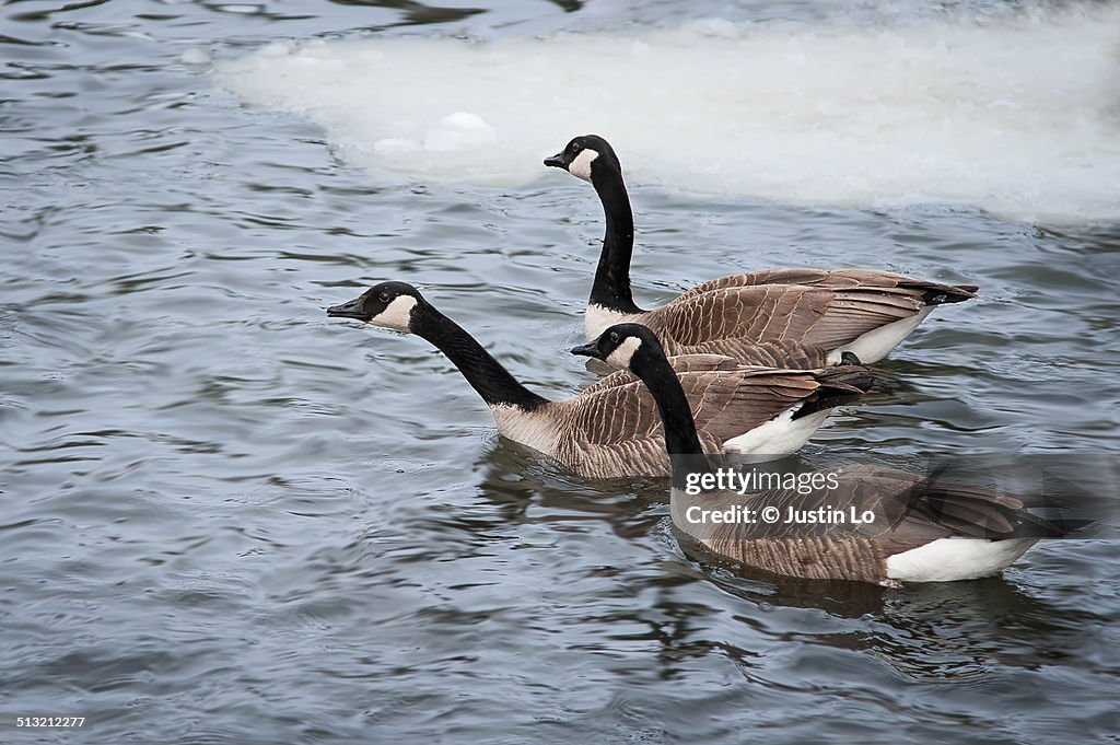 Canadian geese