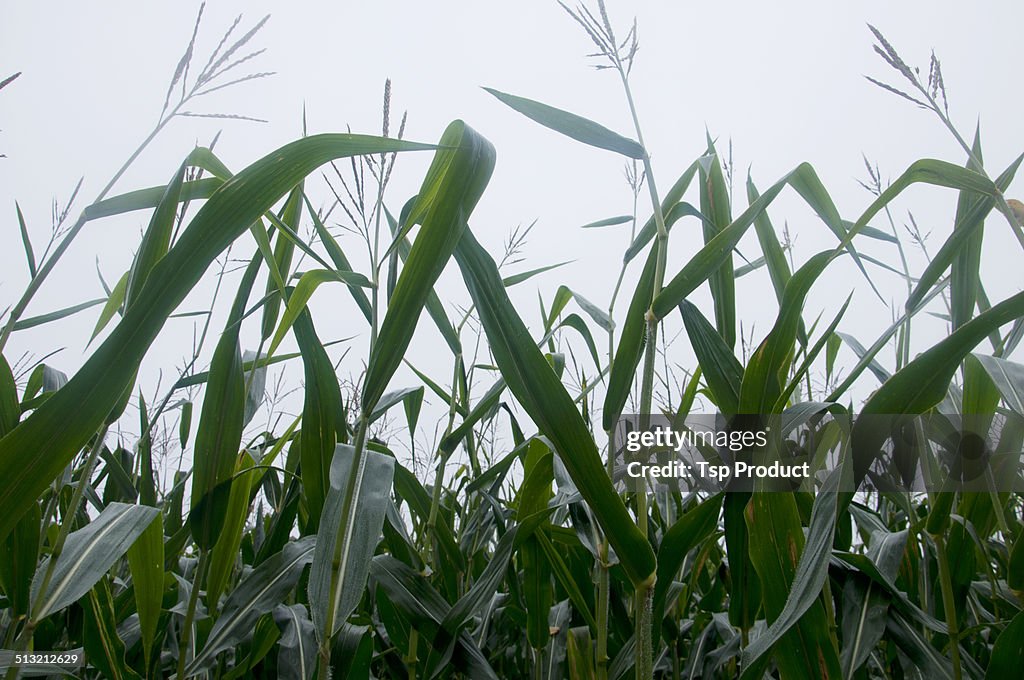 Corn stalks with tassels