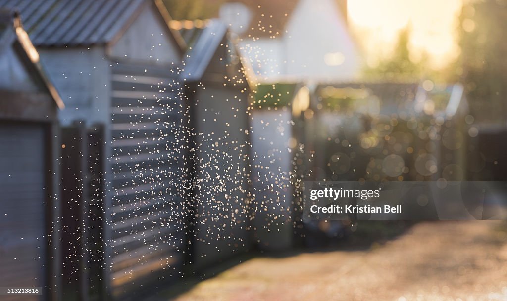 Midge cloud in a London back alley