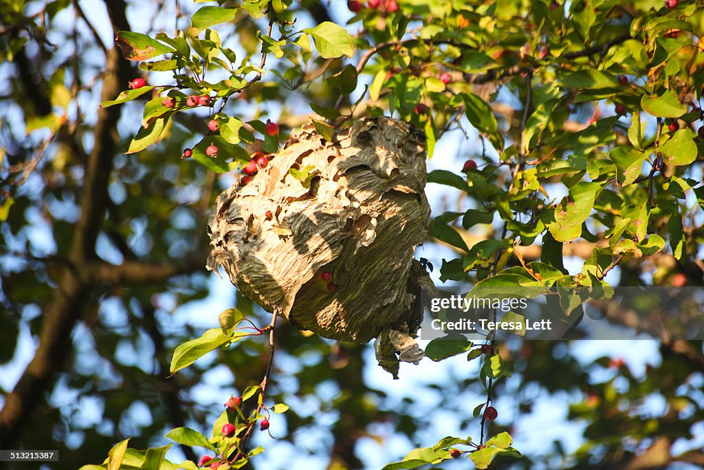 Hornet nest in a cherry tree