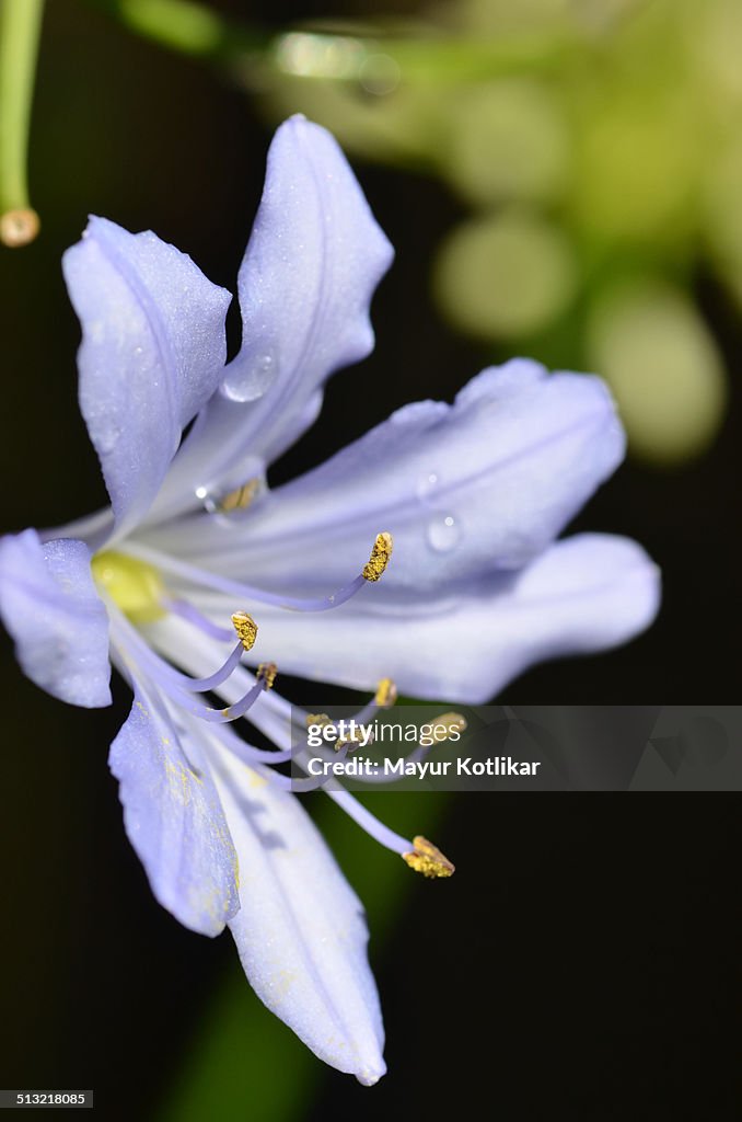 Agapanthus flower