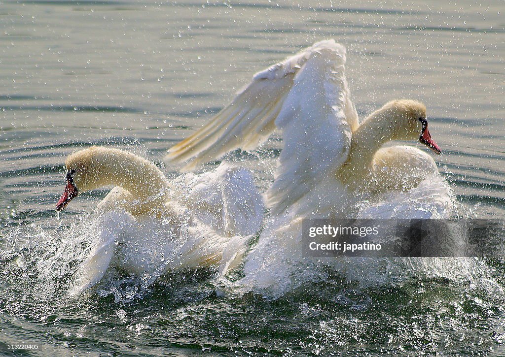 Dance of swans