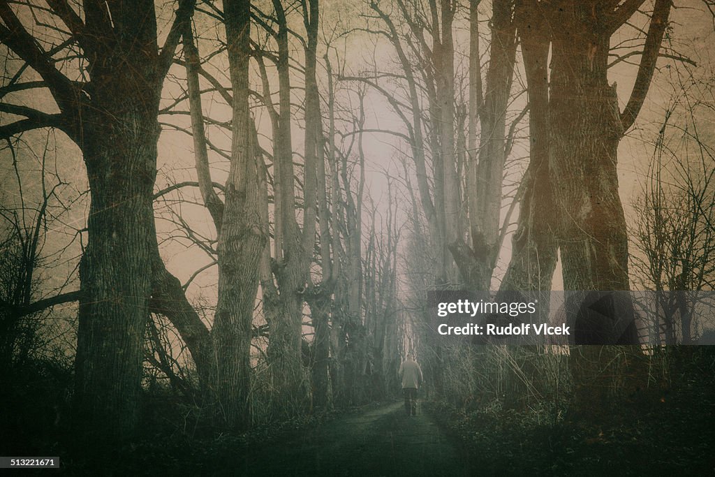 Old man with a stick walks through a line of trees