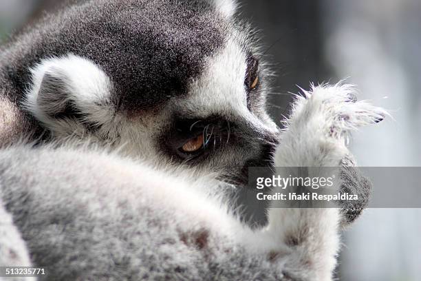 ring-tailed lemur - iñaki respaldiza stock pictures, royalty-free photos & images