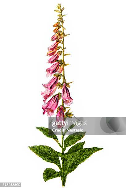 244 Foxglove High Res Illustrations - Getty Images | Foxglove