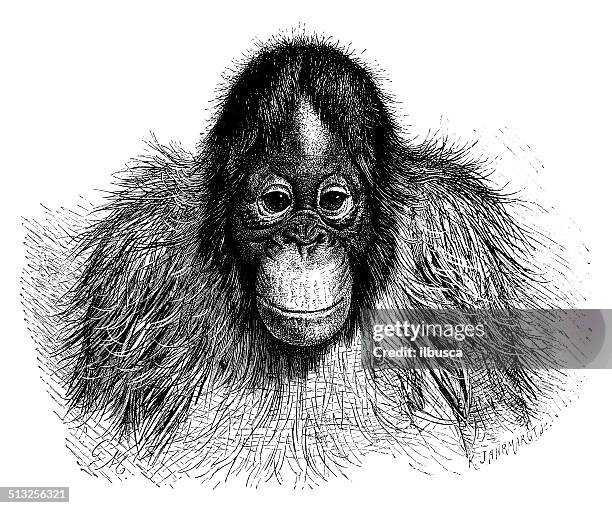 ilustraciones, imágenes clip art, dibujos animados e iconos de stock de anticuario ilustración del orangután - orangután