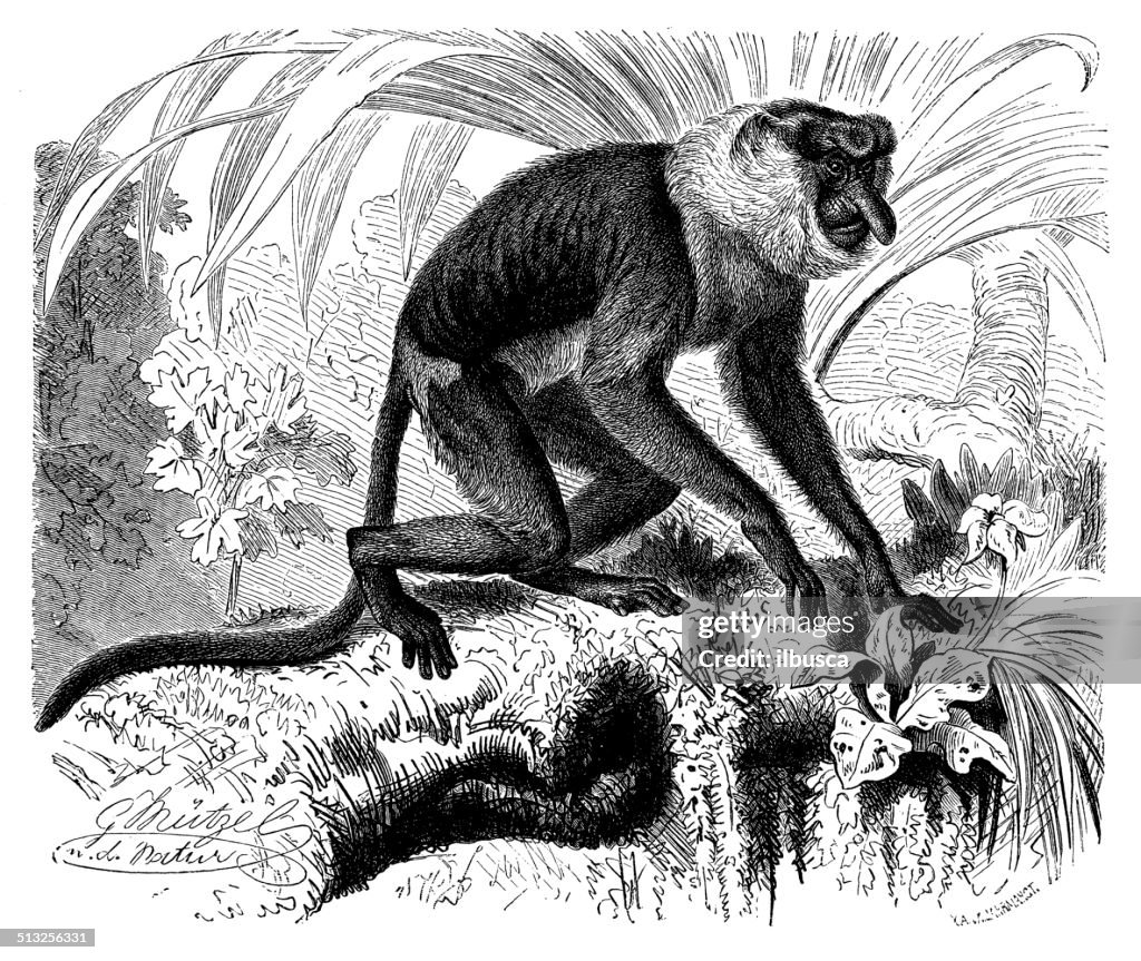 Antique illustration of proboscis monkey (Nasalis larvatus)
