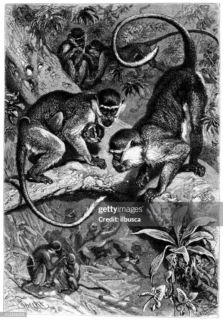 Antique illustration of green monkey (Chlorocebus sabaeus)