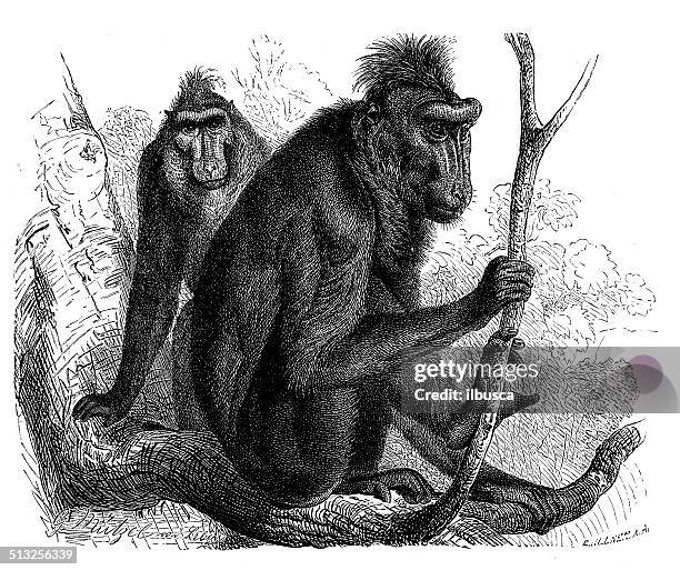 antique illustration of celebes crested macaque (macaca nigra) - macaque stock illustrations