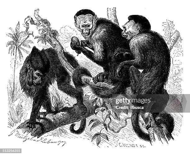 Capuchin Graphics Antique Illustration Of Tufted Capuchin High-Res Vector Graphic - Getty ...