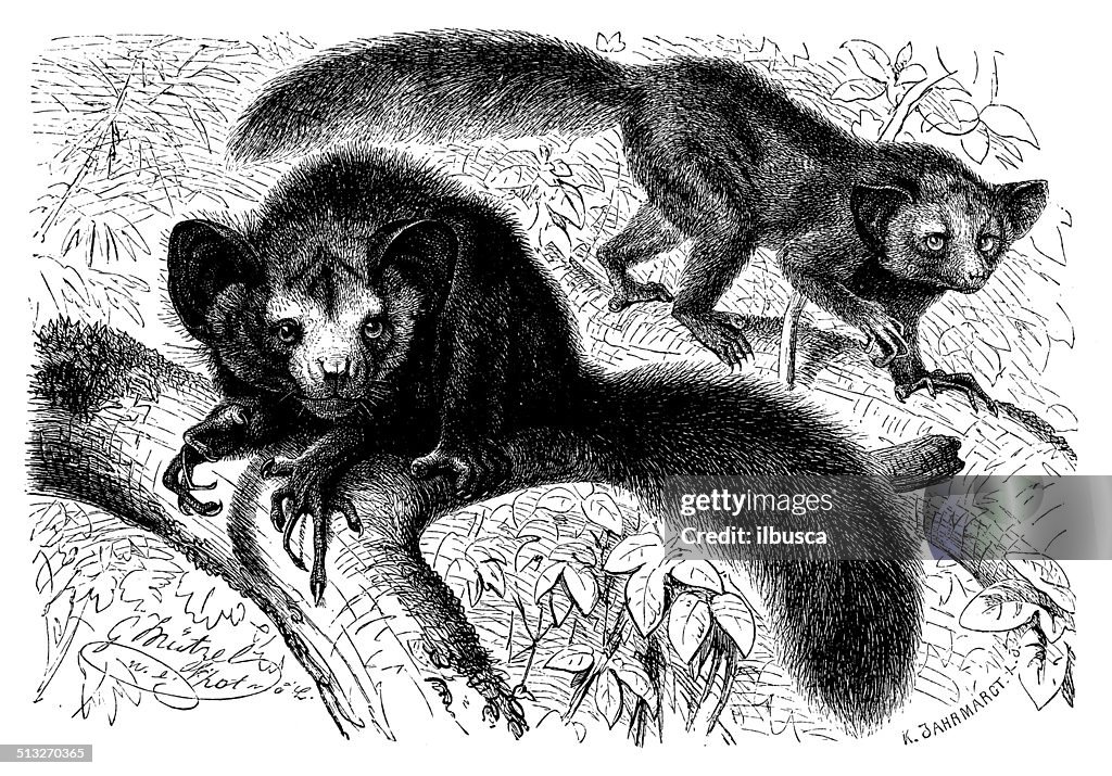 Antique illustration of aye-aye (Daubentonia madagascariensis)