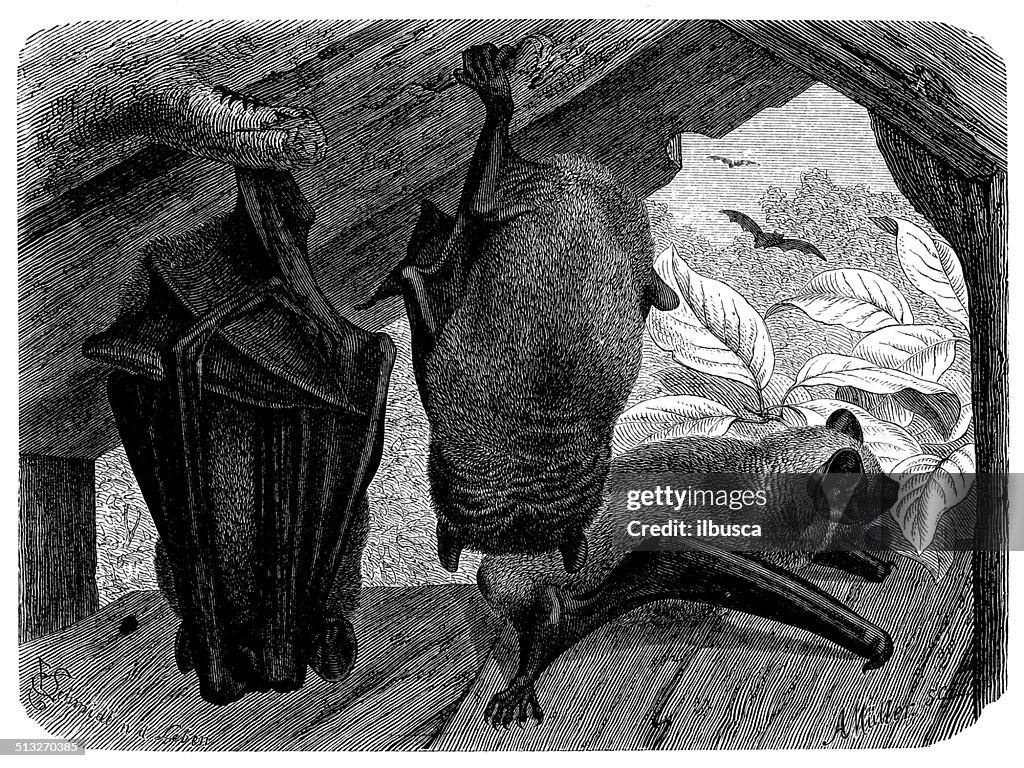Antique illustration of common noctule (Nyctalus noctula)