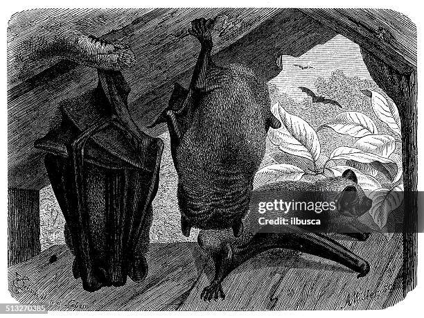 antique illustration of common noctule (nyctalus noctula) - noctule bat stock illustrations